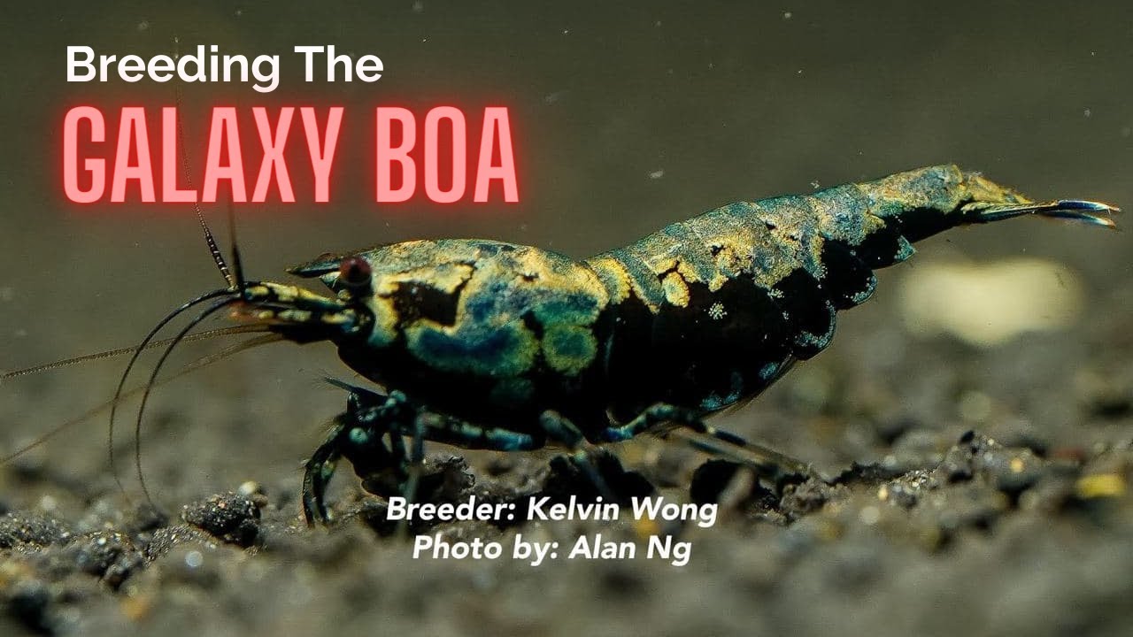 Singaporean Galaxy Boa Breeder  - Kelvin
