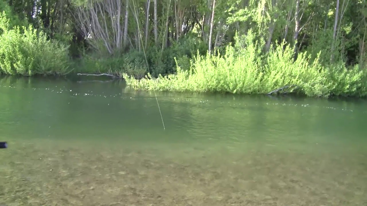 Wild Brown trout..Too big, too strong!!