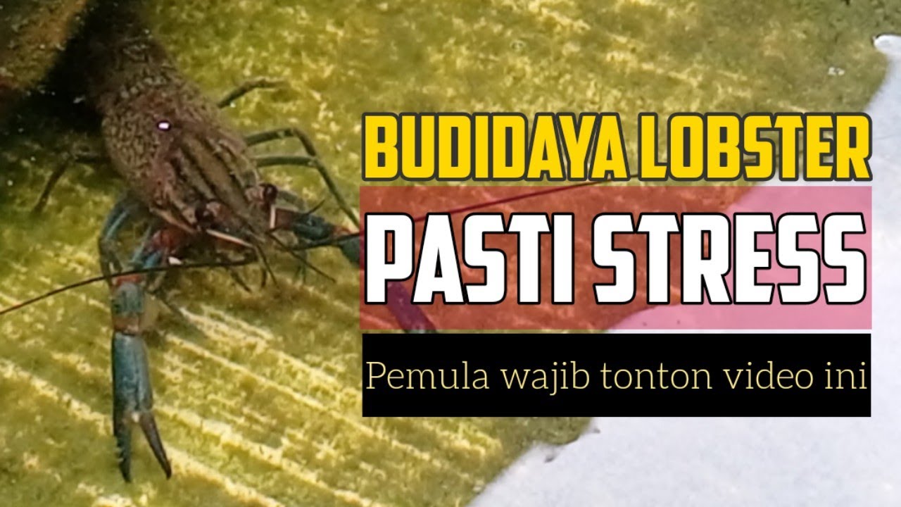 Budidaya Lobster Air Tawar Pasti STRESS, Sudah Siap?