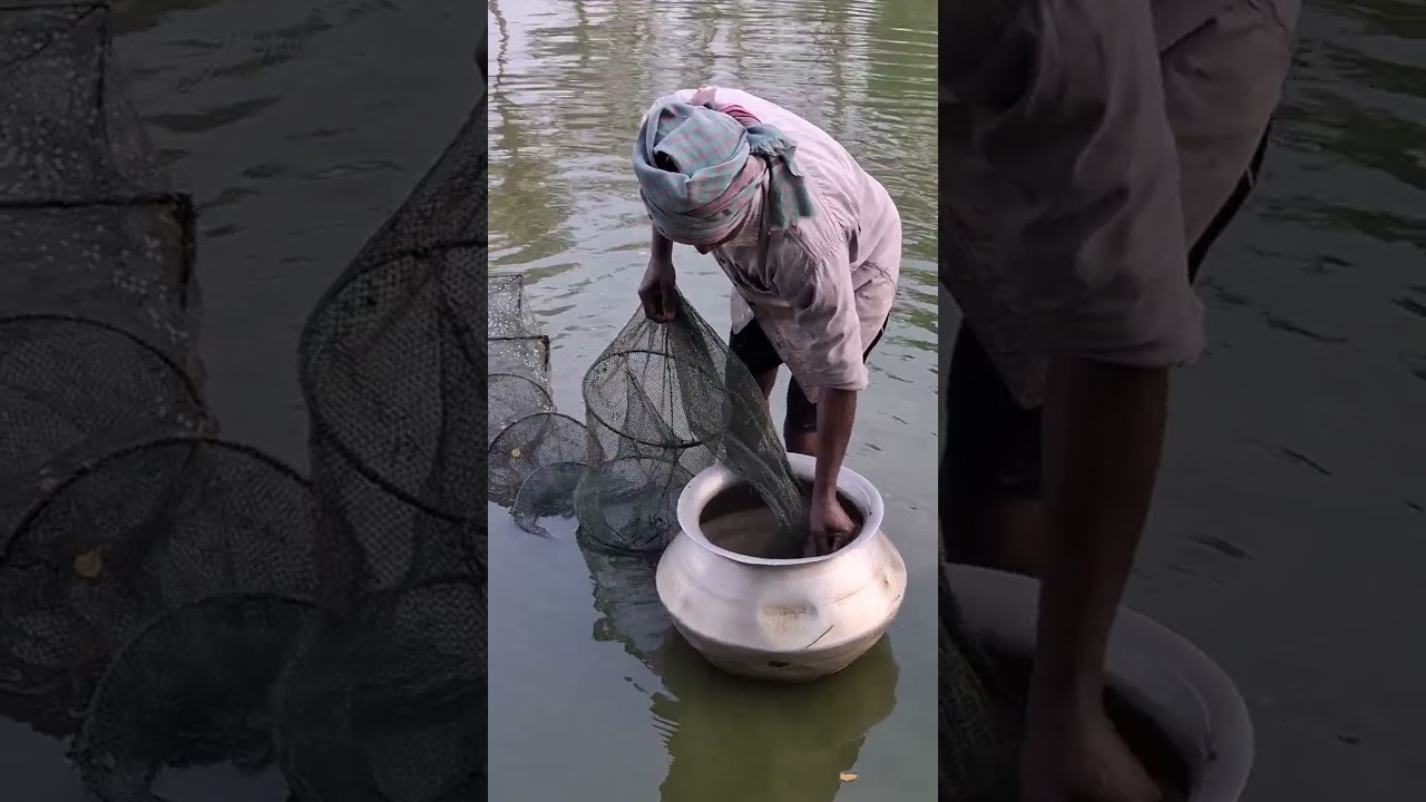 Fishing from the village pond #fishing 