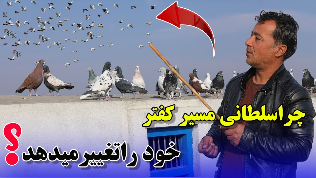 چرا سلطانی مسیر کفتر خود را تغیر میدهد /068Afghan Shawqi