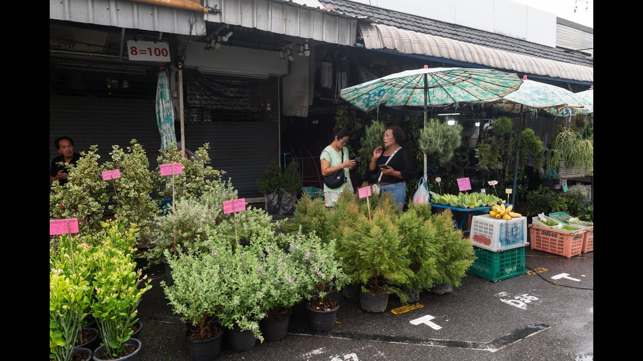[4K] Walking through Bangkok biggest plant market at Chatuchak