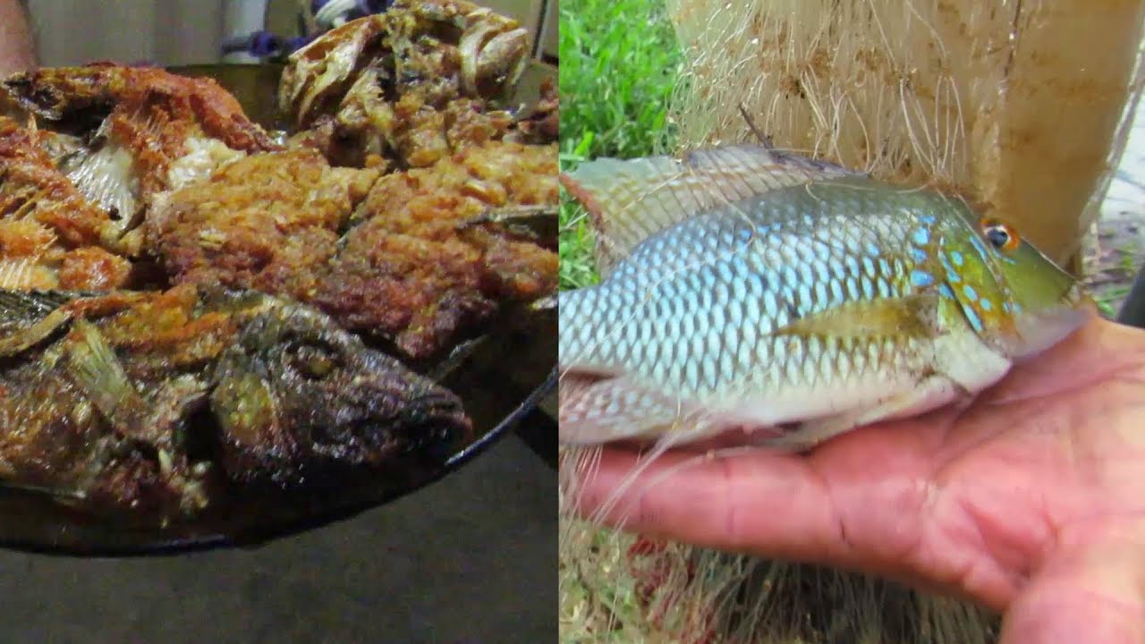 PESCARIA NA LAGOA + LIMPANDO E FRITANDO OS PEIXES