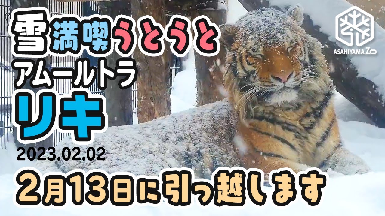 【旭山動物園】2月13日に引っ越します🐅❄️雪まみれでウトウト😴冬を満喫アムールトラのリキ[Asahiyama Zoo] Amur tiger, Riki.