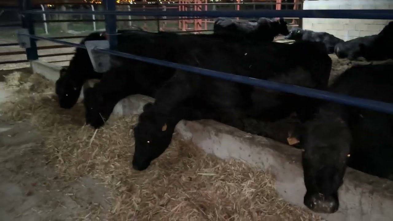 Anguslarımızın Doğumları Gerçekleşiyor… #angus #gebedüve #besi 