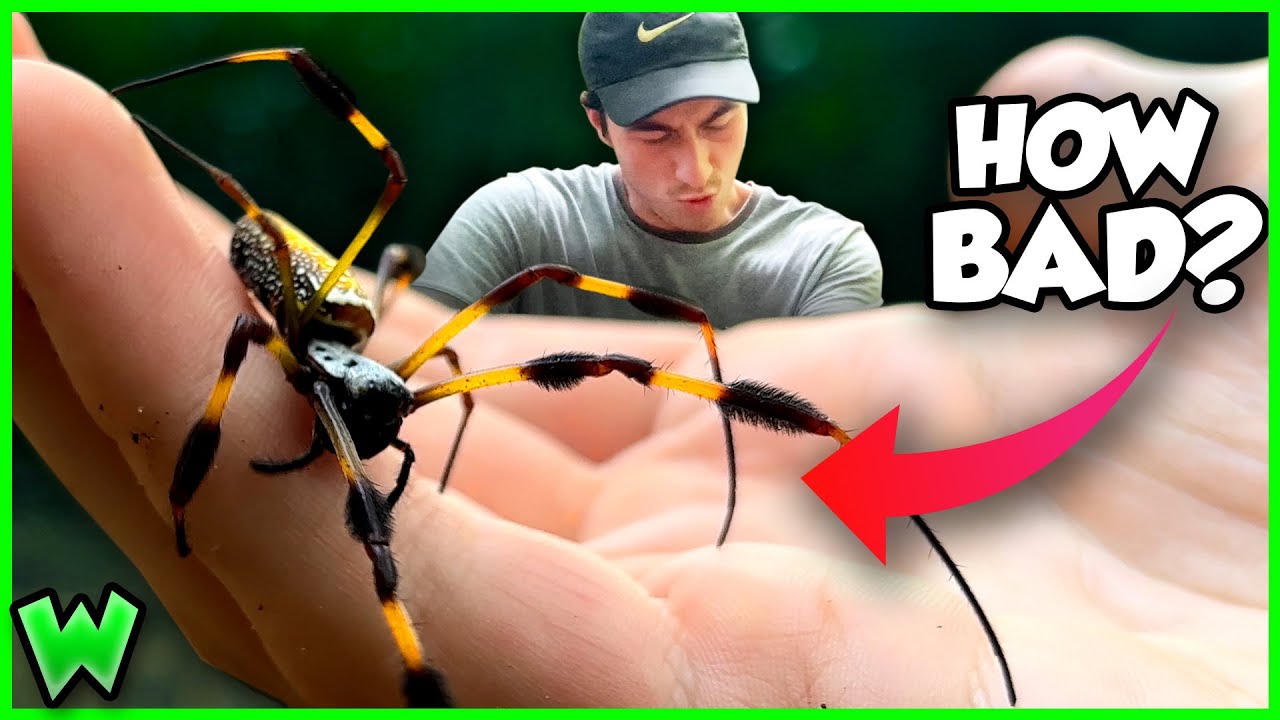 BITTEN by a BANANA SPIDER!