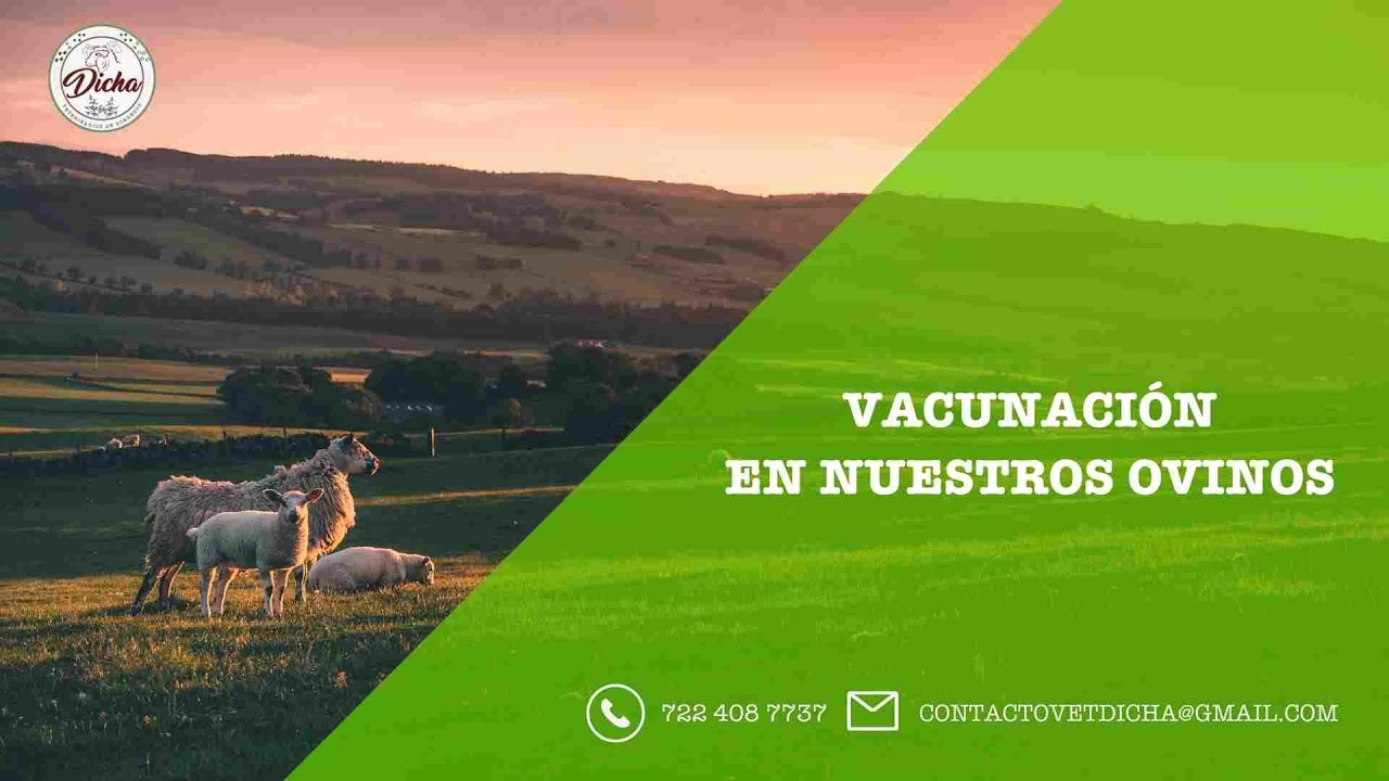 Vacunas en Nuestros Ovinos