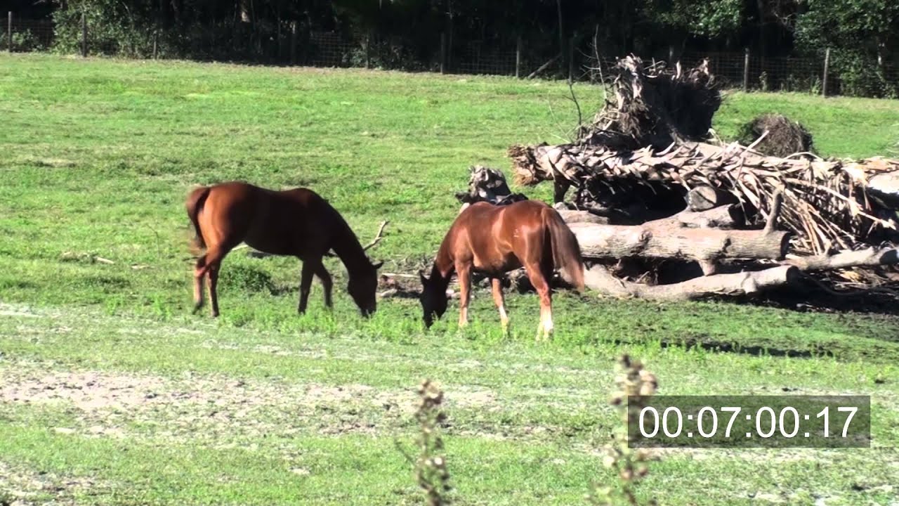Horse Ethogram Video