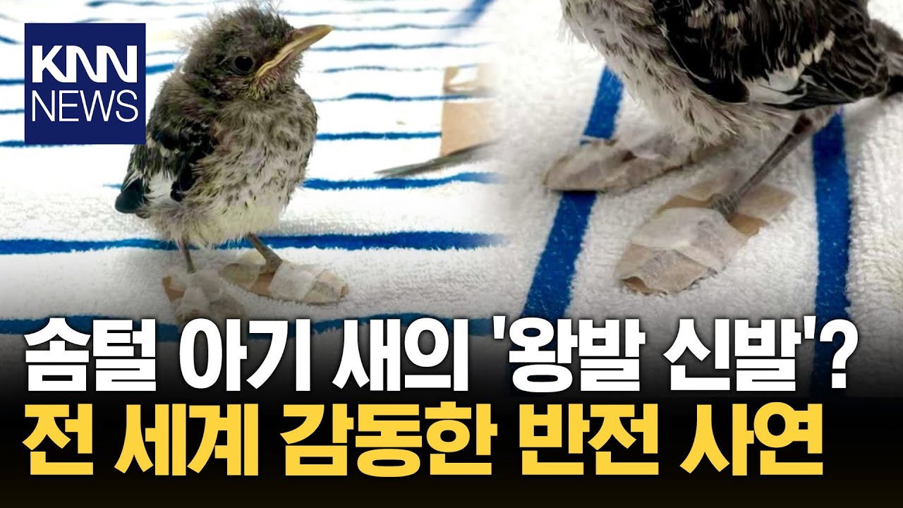 걷지도 못하던 아기 새…'초소형 부츠'로 치료 화제/ KNN