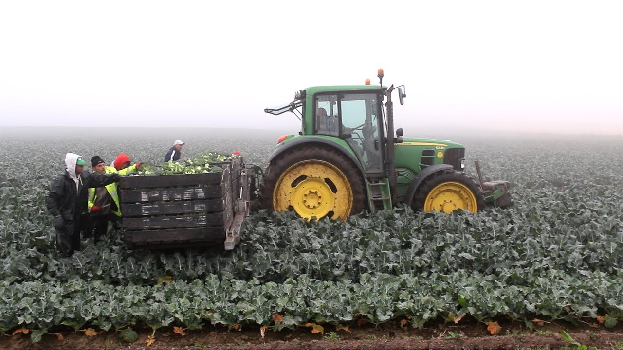 Fraser McDonald, Broccoli Grower