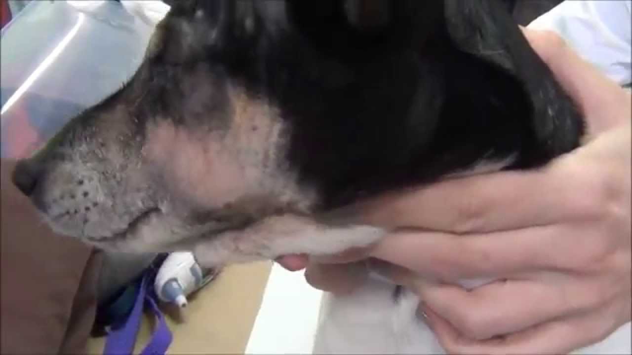 Post-Operative Parotid Duct Transposition