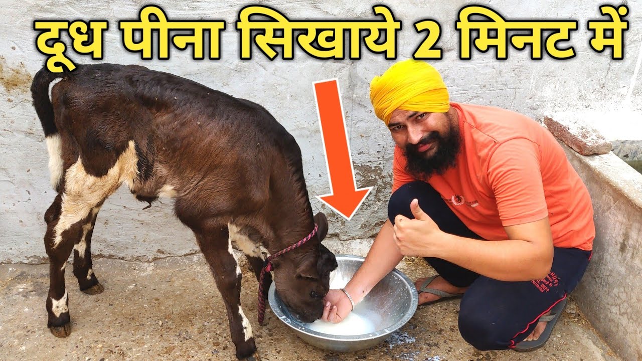 कटोरी में दूध पिलाने का देसी तरीका|HOW TO START MILK FEEDING TO CALF IN BUCKET |cow /Buffalo