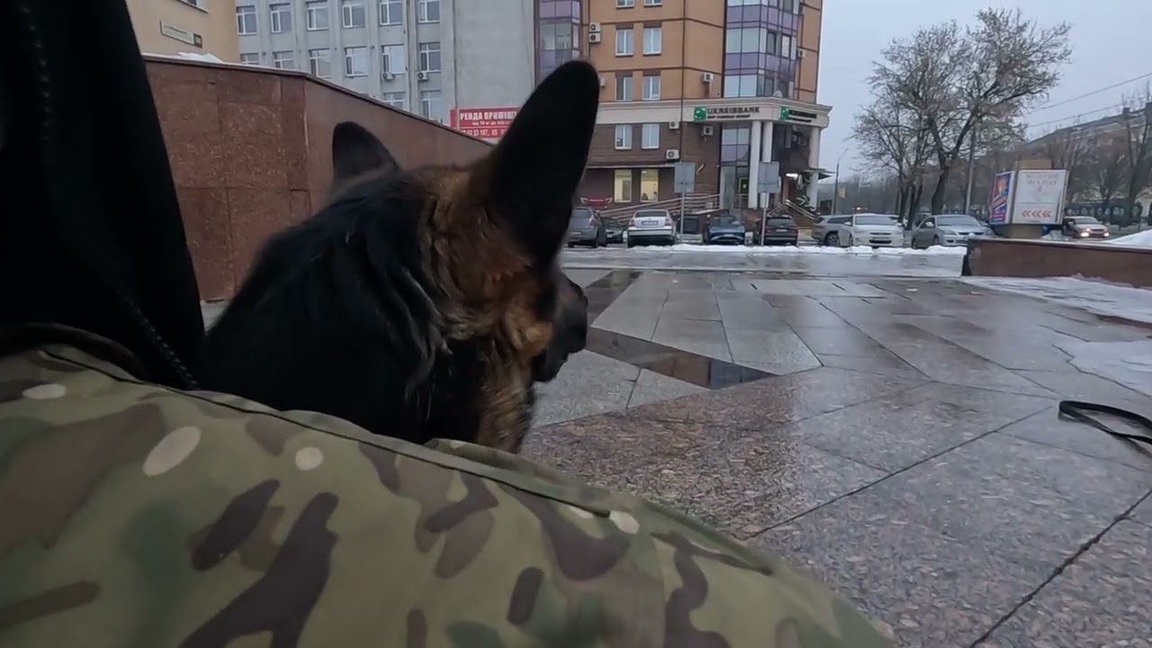 #кайдо #dogtraining #k9 #україна 