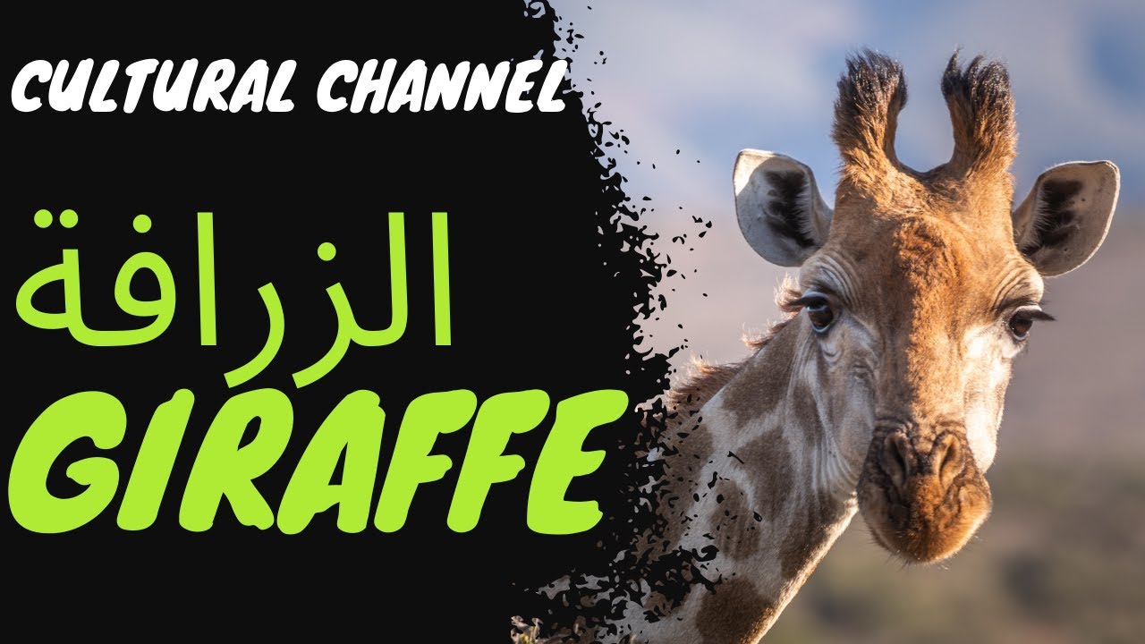 الزرافة, العملاق اللطيف, متميز و ذو أنواع متعددة, عكس ما يعتقده البعض.