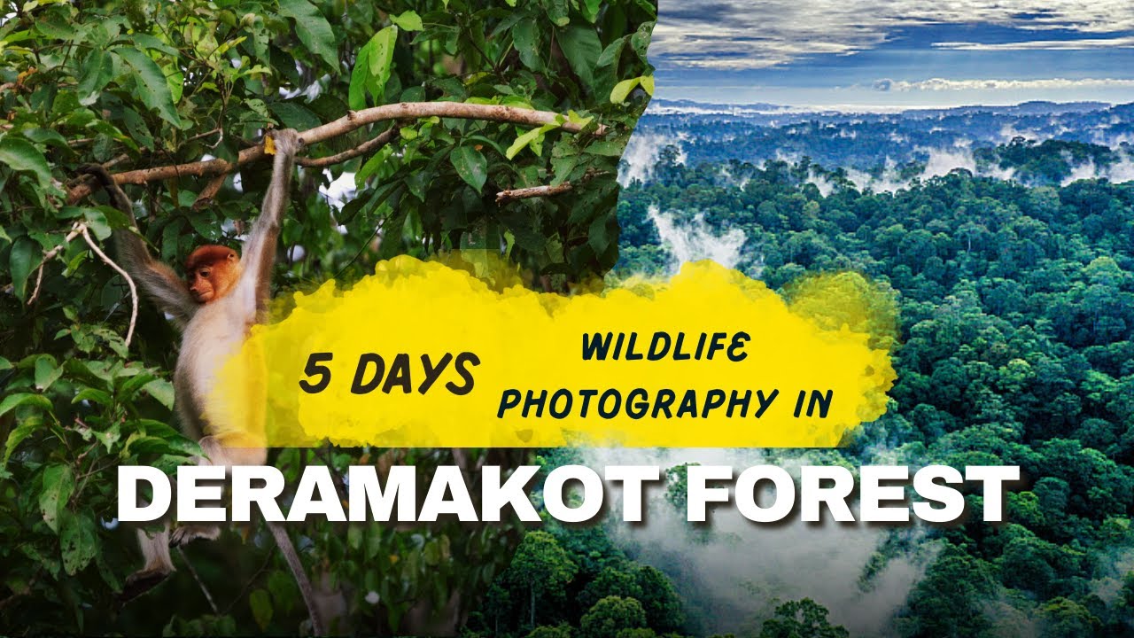 5 DAYS IN BORNEO'S DERAMAKOT FOREST: Photographing Orangutans, Clouded Leopards and More! (4K)