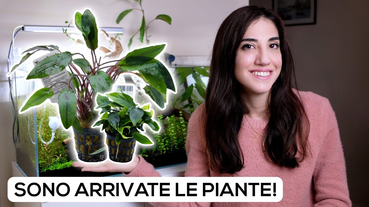 Le PIANTE in ACQUARIO - Preparazione e inserimento
