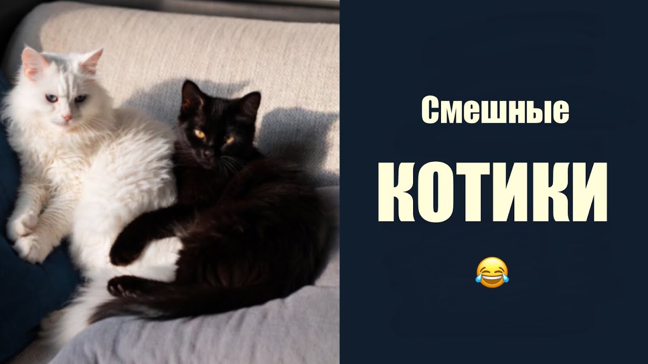 Анекдоты про котиков 