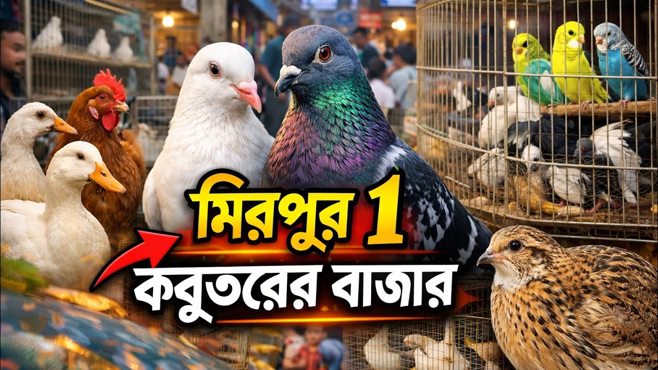 ৩১-০১-২০২৬ মিরপুর এক কবুতর বাজার 