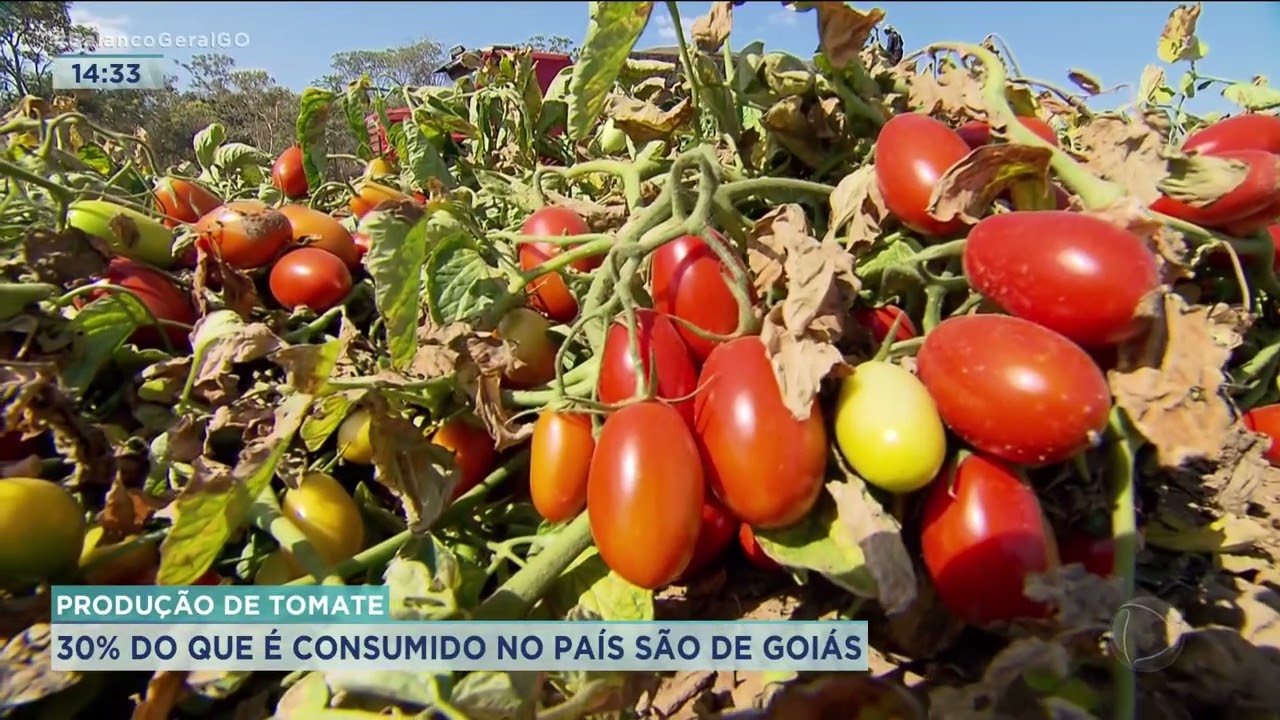 PRODUÇÃO TOMATE