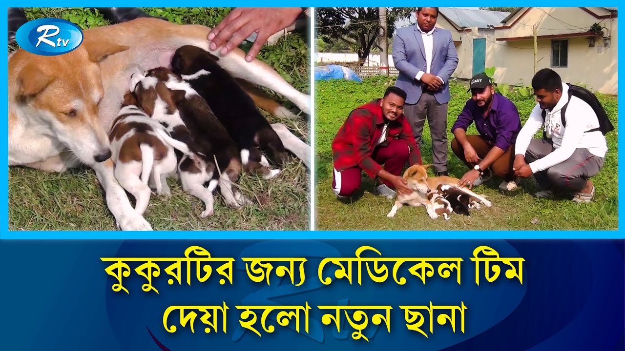 ৮ টি ছানা হারানো সেই মা ককুর পেলো নতুন ছানা | Mother Dog | Dog | Ishwardi Dog | Rtv News