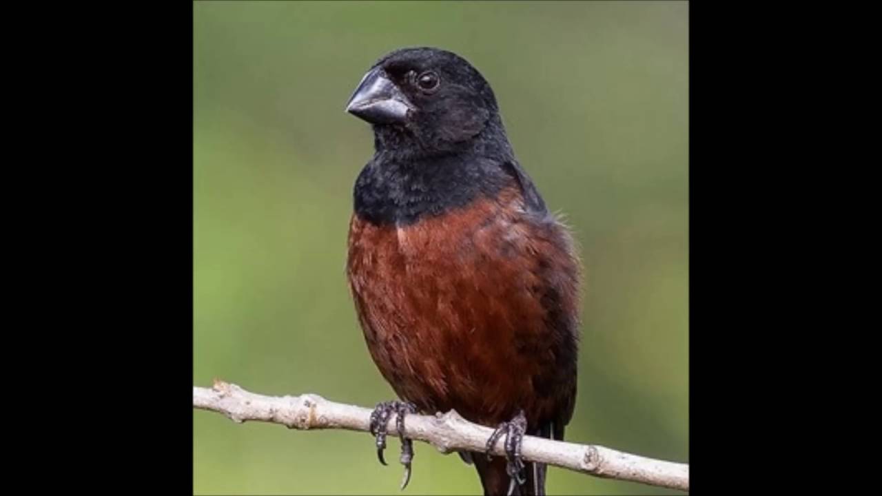 CANTO CURI&Oacute; - ANA DIAS SELO PRATA - 30 minutos