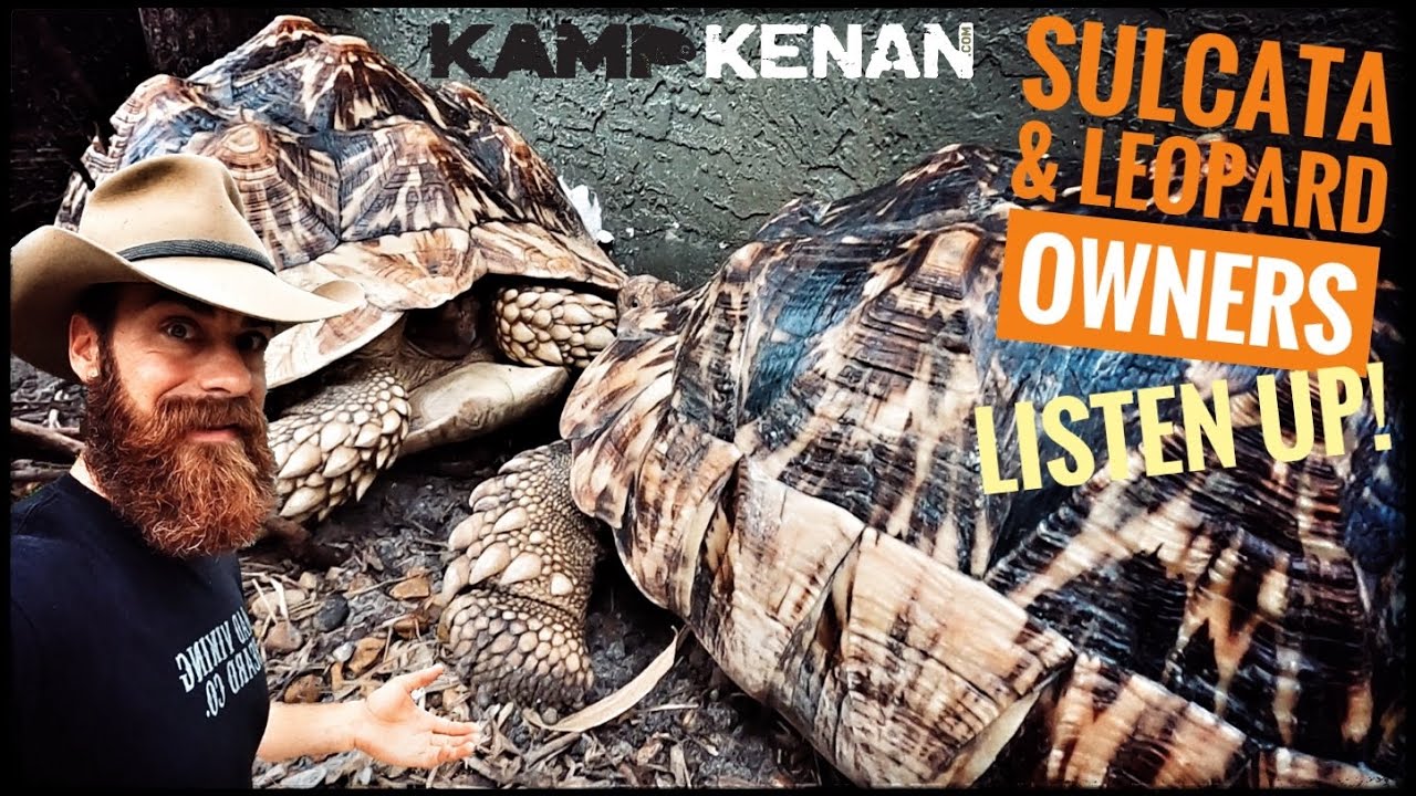 Dealing with Dry Weather Tortoises in Wet Conditions