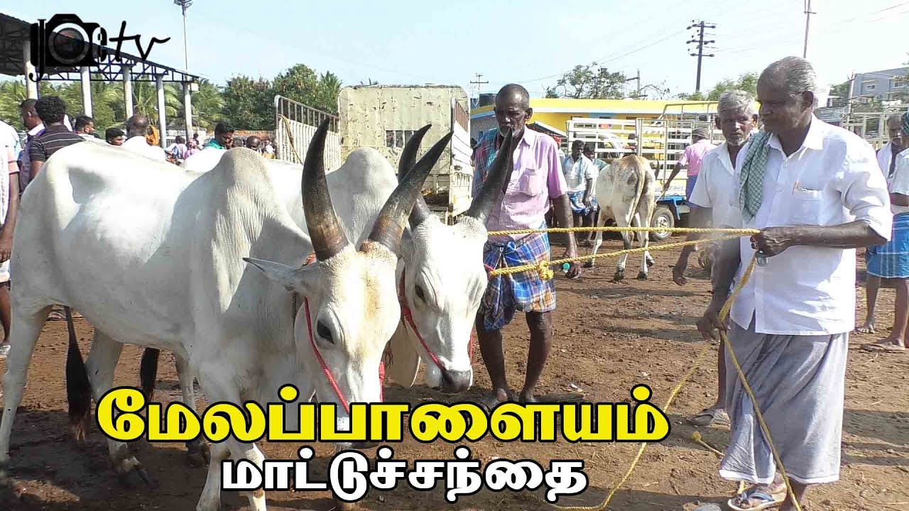 Melapalayam Cow Market | Mattu santhai | மேலப்பாளையம் மாட்டு சந்தை