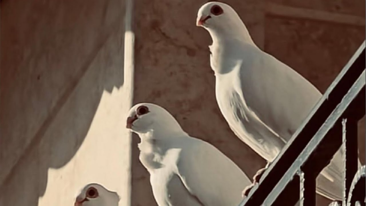 صيد اليوم 13 💪 صورت سوك الغزل 😘 طيرت الطيور خبط كلهن 😘 متابعه صعد القناه ♥😘🧡