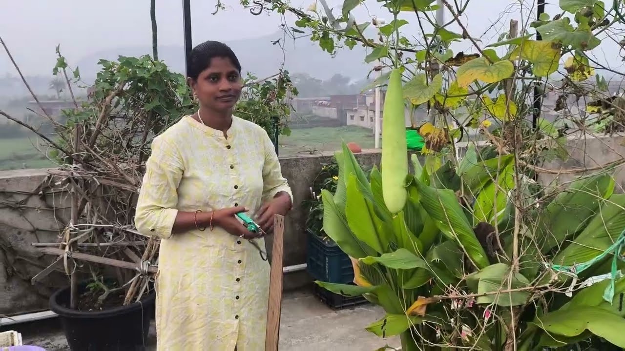 Aaj meri mummy Garden se Lauki aur kaddu ka harvesting ki | my chhath garden | vegetable harvesting 