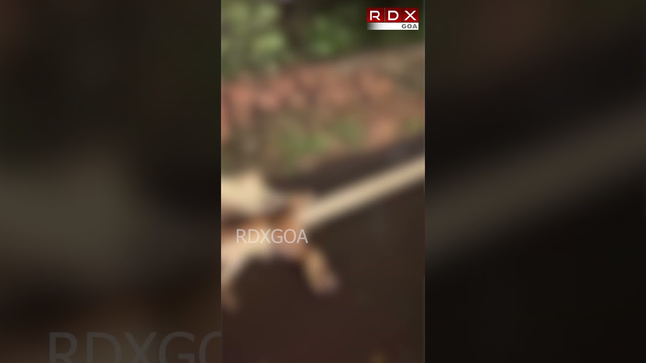Five Cows Killed, One Injured in Verna Hit-and-Run; Driver Detained