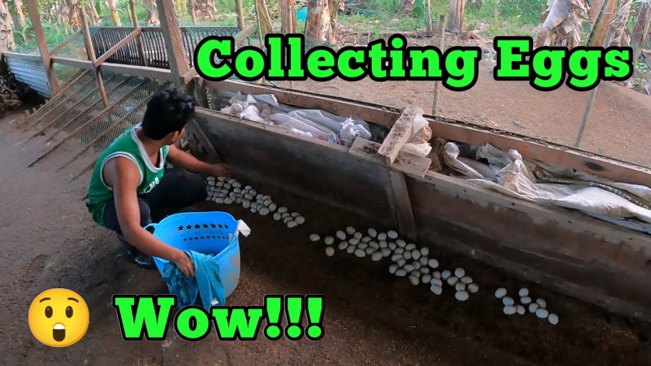 EP - 097 | Collecting Eggs to our Duck Farm | Itik Farming in Philippines