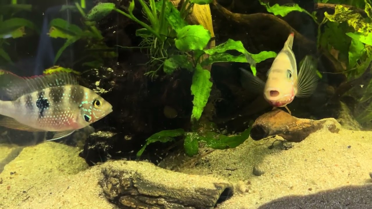 Thorichthys maculipinnis pair with their fry