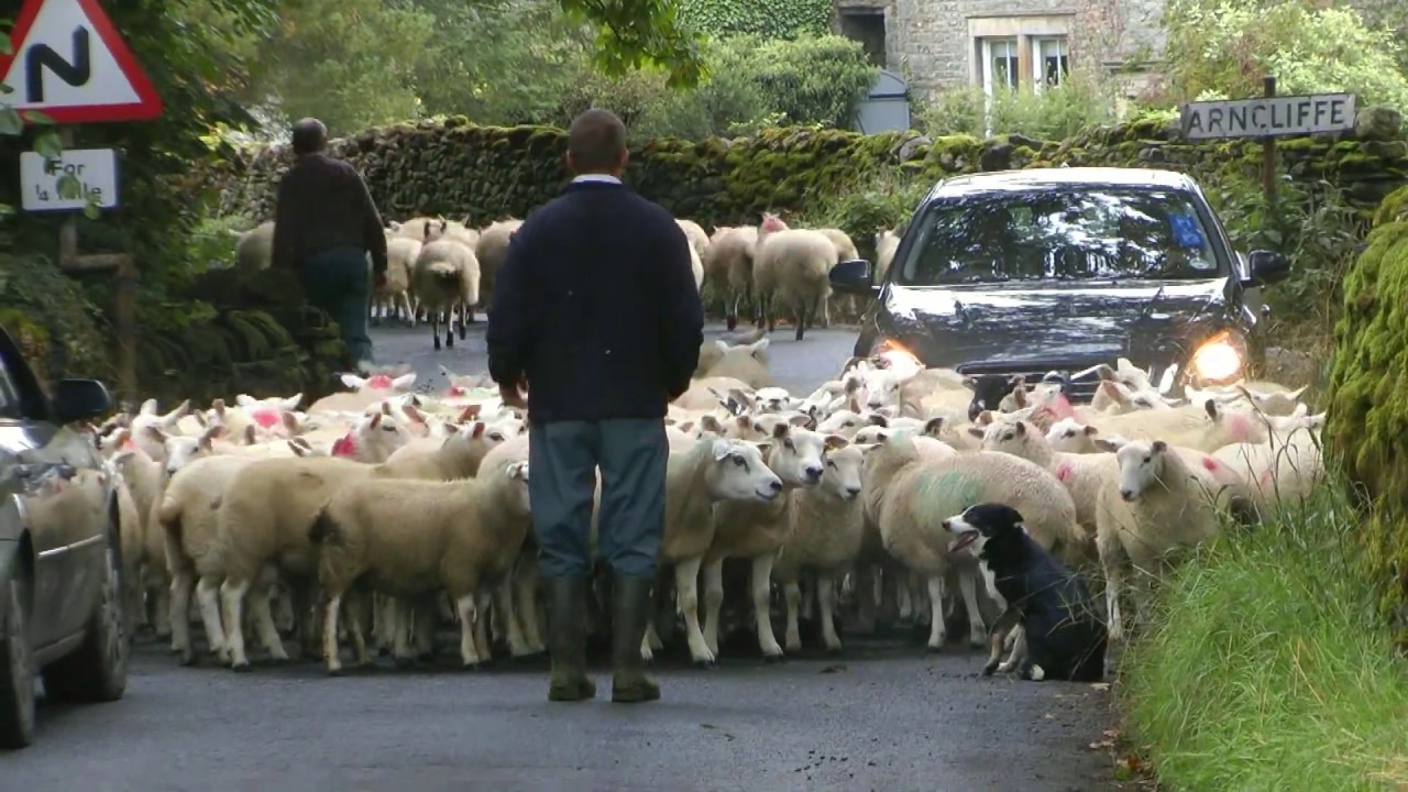 ENGLAND sheep on the road near Arncliffe (Yorkshire)
