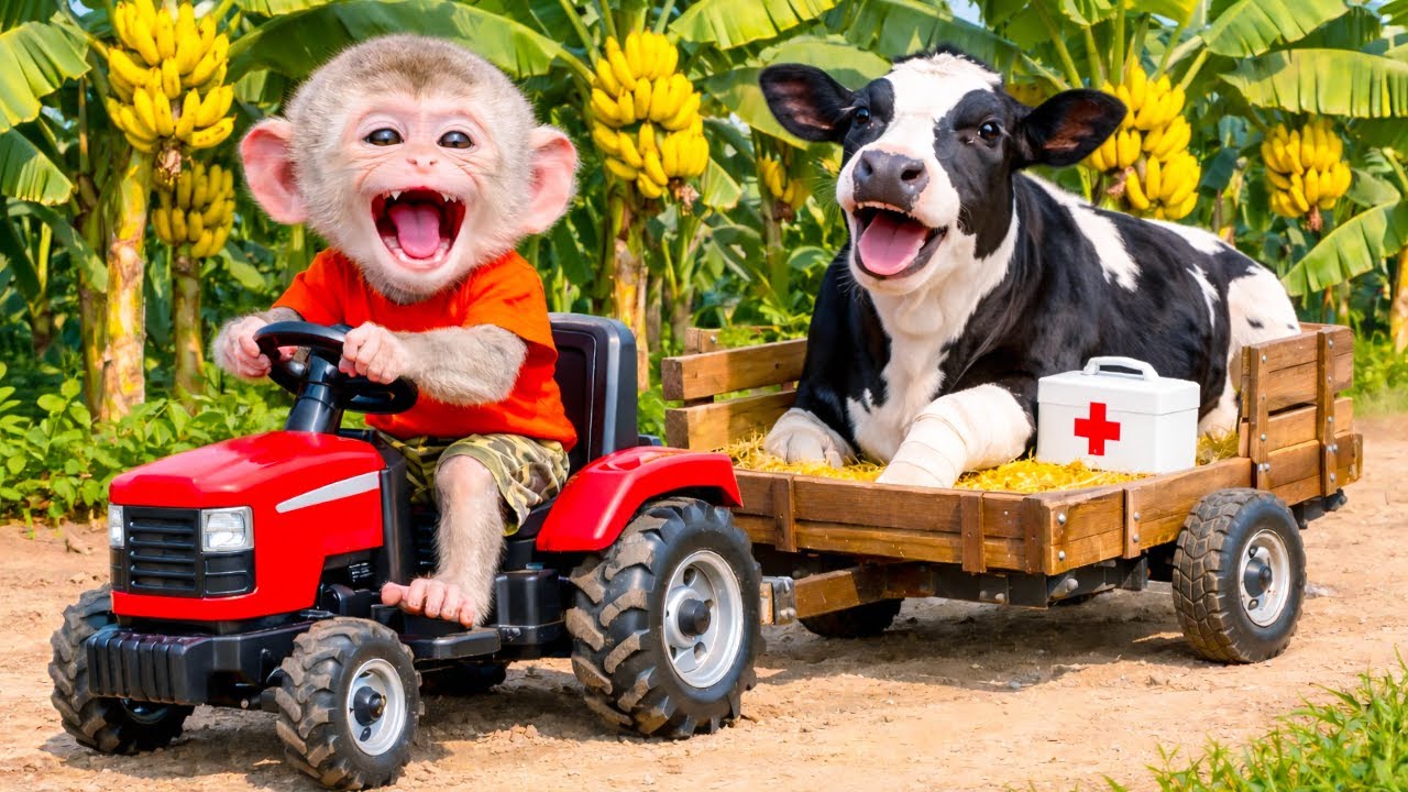 Monkey Farmer Harvests Bananas & Rescues an Injured Cow.!- Monkey Farm Work | KaKa Monkey Life