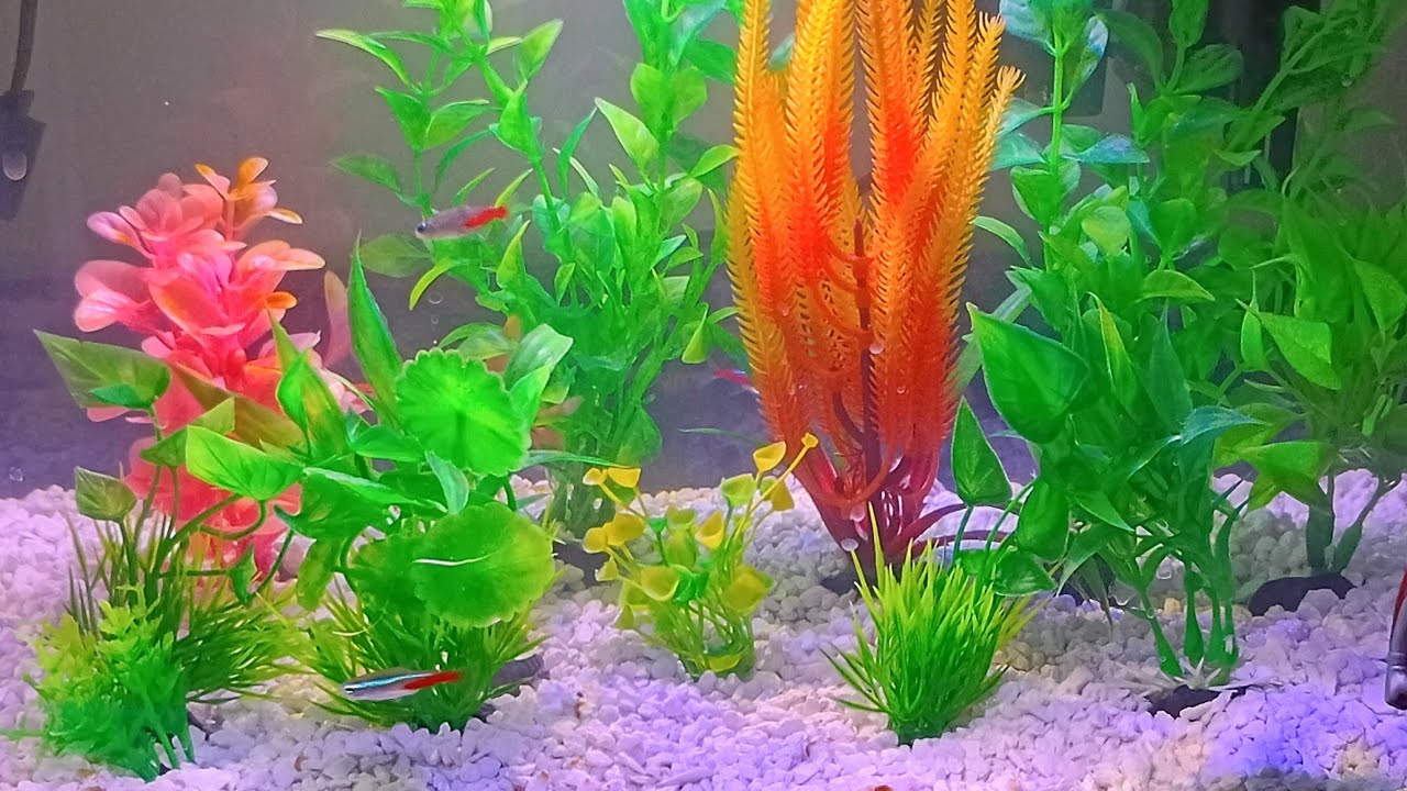 Happy new year! Let's watch some fish and chat.