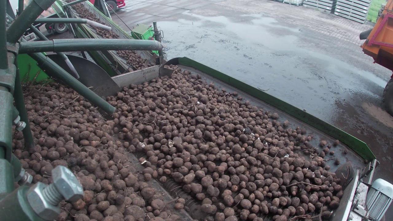 aardappels laden AVEBE