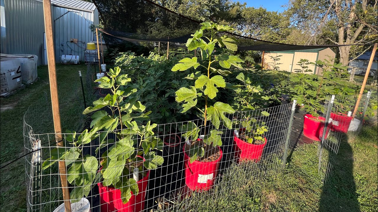 In Ground Fig Trees overview at Figgy Pop Fig Farm