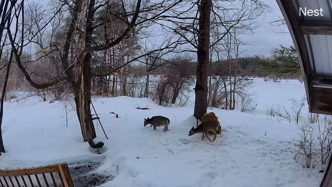 Breakfast guests