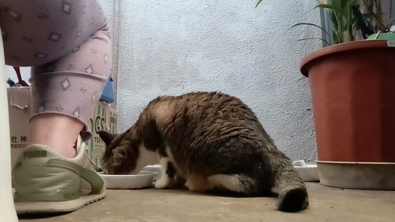 2026年1月28日 夕方5:30pm の猫たち