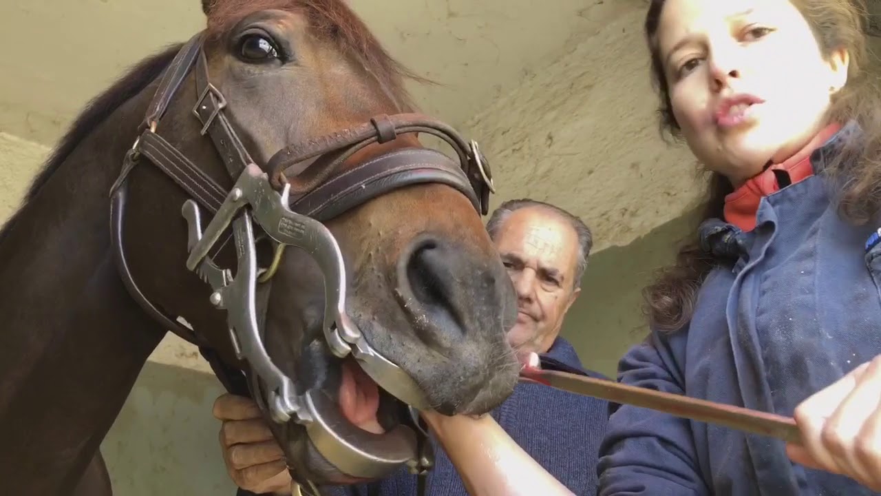 El Dentista Para los caballos
