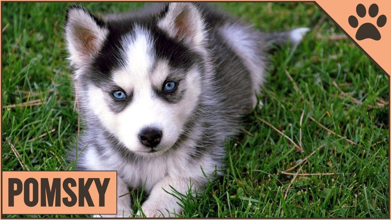 Pomsky Información De Raza De Perro | Perros Mundo