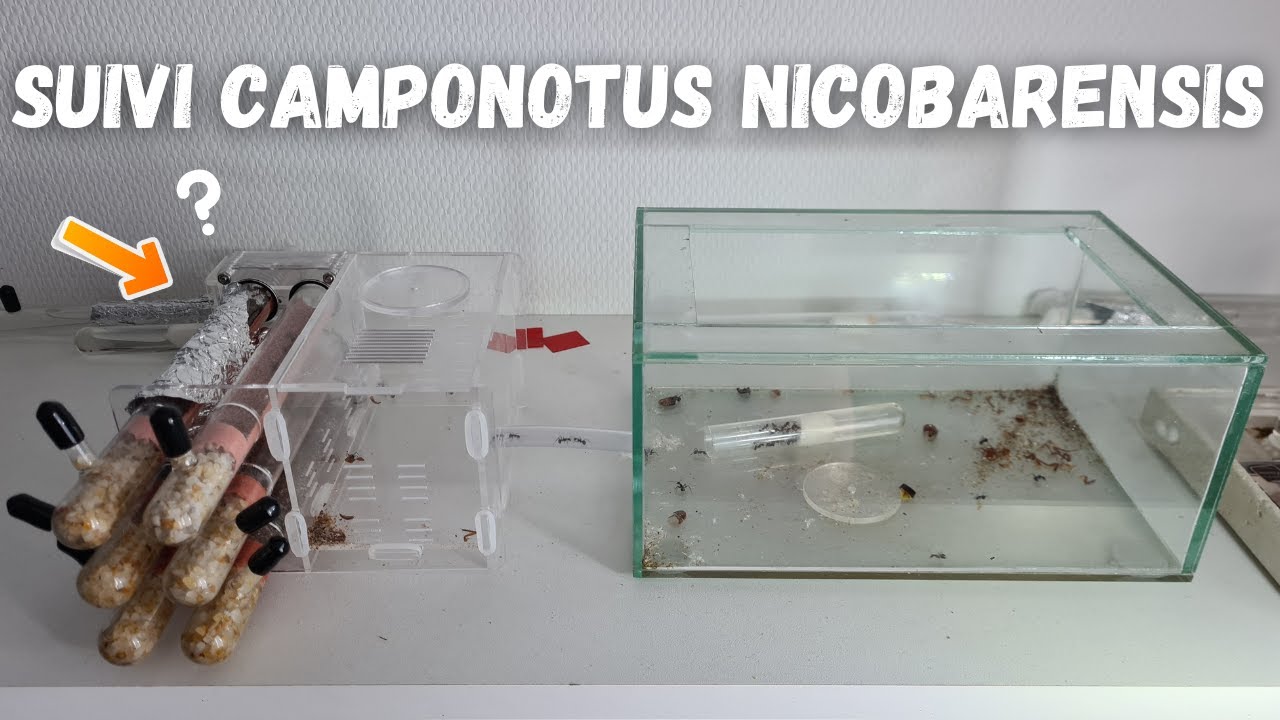 Explosion démographique chez mes fourmis ! Camponotus nicobarensis !