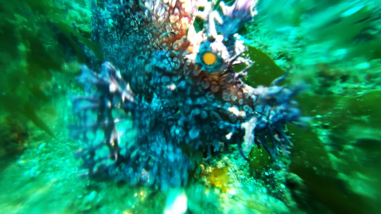 Ambon, Diving, Indonesia