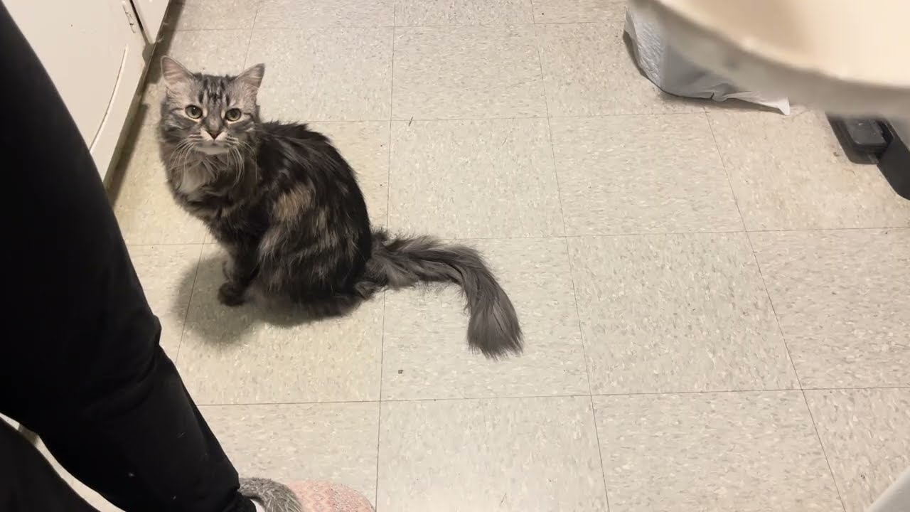Shiloh didn’t seem interested in breakfast, but she still ate it. 