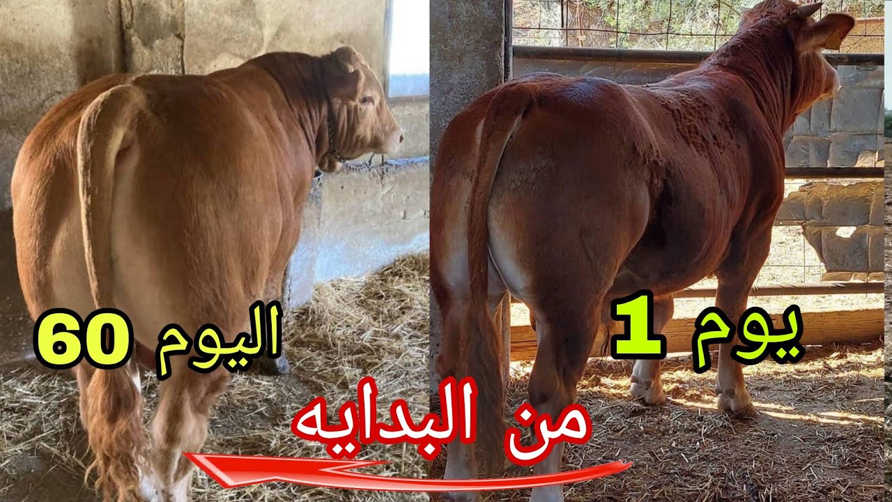 تربية العجول التسمين طريقة الصحيحة استقبال العجول بعد شراء مباشره (الأول اليوم عند الشراء )