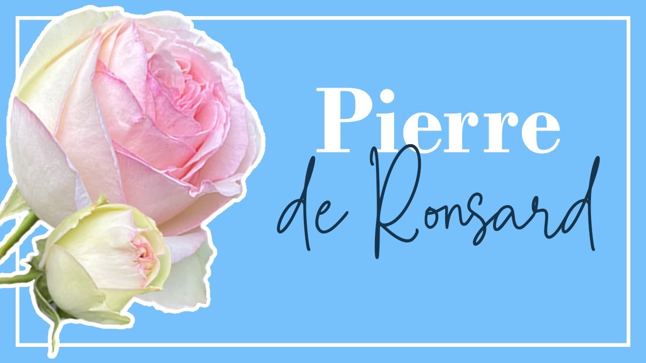 Pourquoi tout le monde aime le rosier „Pierre de Ronsard“