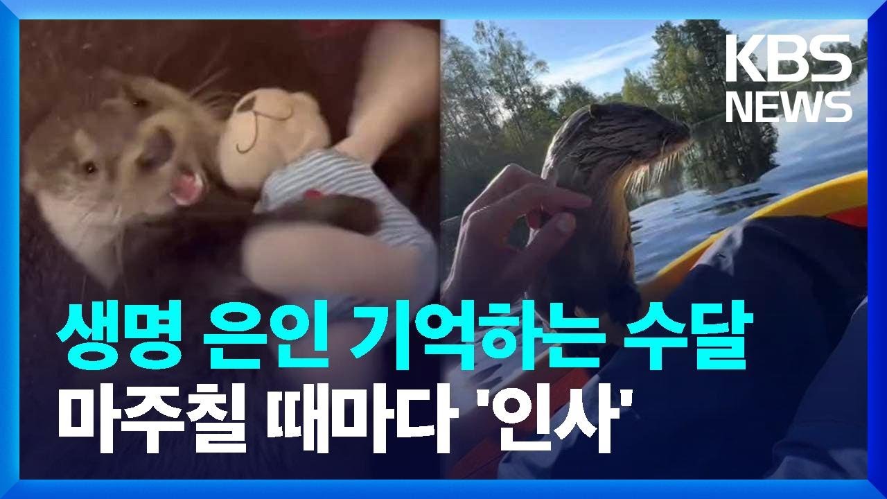 “생명의 은인 잊지 않아”…야생 수달의 우정 [잇슈 SNS]  / KBS  2025.03.20.