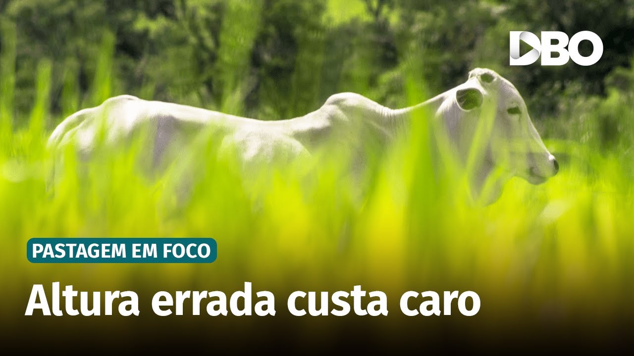 Manejo de pastagens: quando o pasto alto vira prejuízo