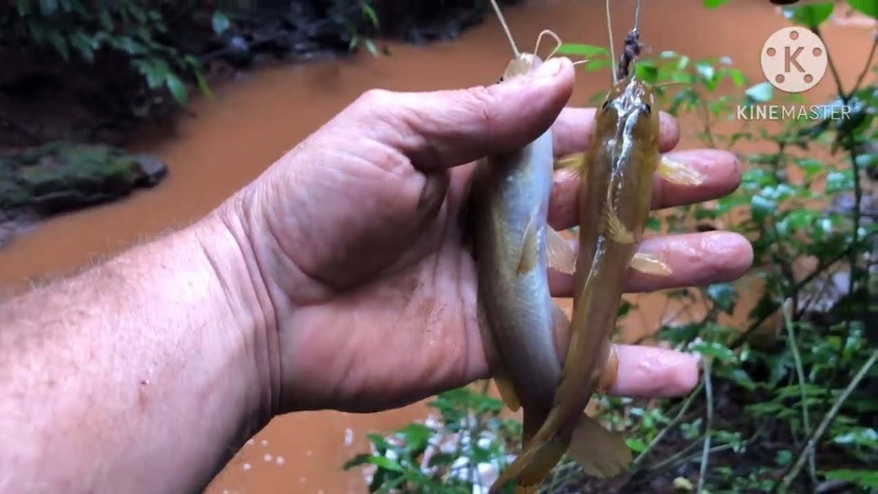 PESCARIA de BAGRE Rio novo agua suja os BAGRES atacavam sem para AÇÃO de MAIS
