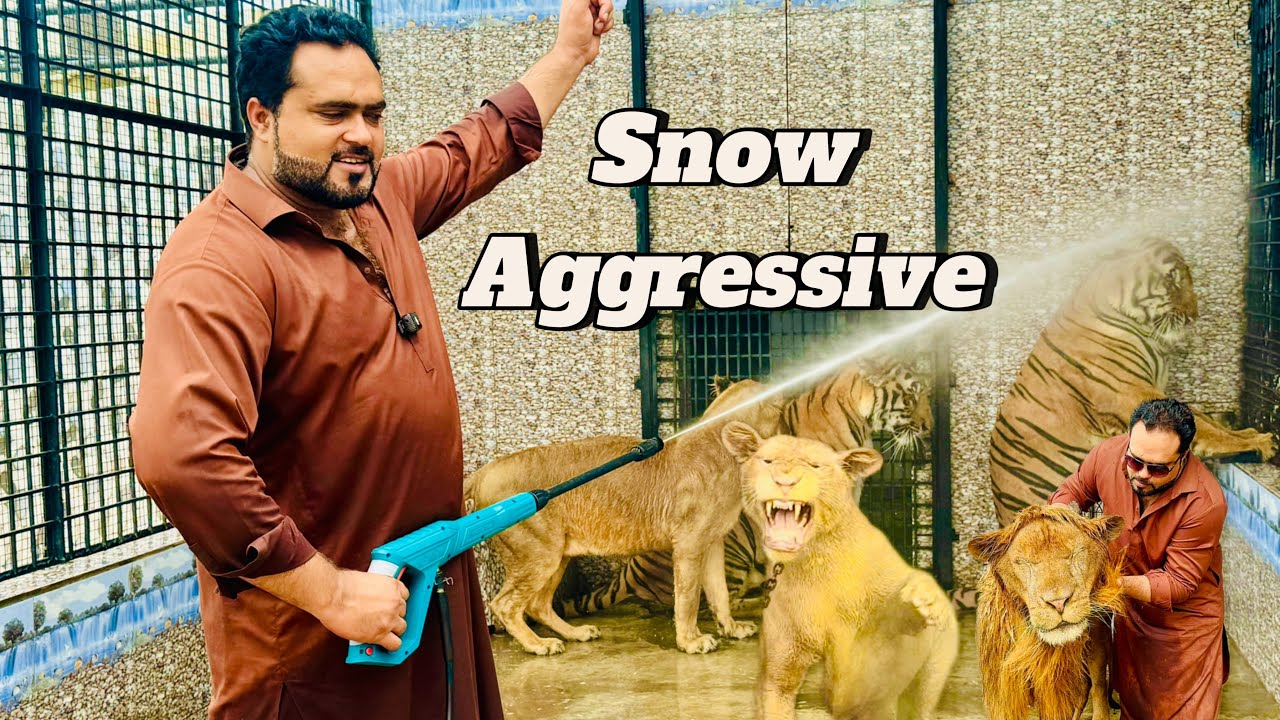 Payodin scrub lagana bohat zarori tha snow ko